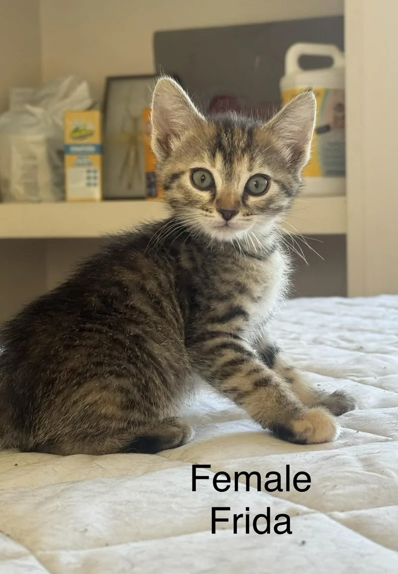 A baby small-sized male Domestic Short Hair cat named Frieda for adoption in Woodland Hills, CA