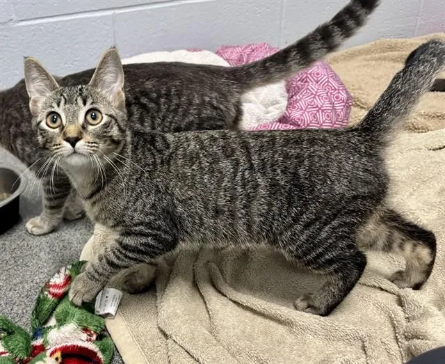 A baby small-sized female Domestic Short Hair cat named Prue for adoption in Kalamazoo, MI