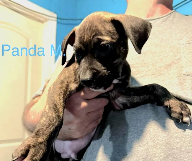 A baby medium-sized male Brindle Mixed Breed dog named Panda for adoption in Parma, OH