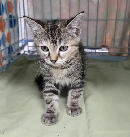 A baby small-sized female Domestic Short Hair cat named Louise for adoption in Gainesville, FL