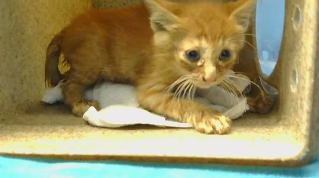 A baby small-sized male Domestic Short Hair cat named A for adoption in Gardena, CA