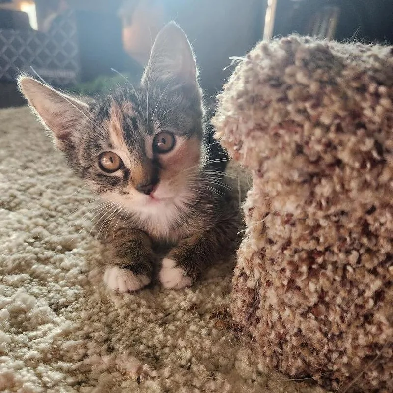 A baby small-sized female Torbie Domestic Short Hair cat named Belle for adoption in Talent, OR