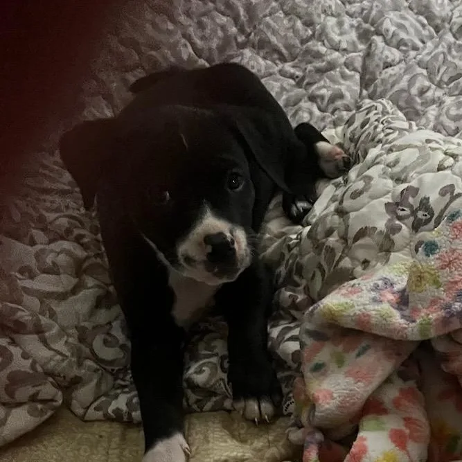 A baby medium-sized female Black Pit Bull Terrier dog named Molly for adoption in Seal Beach, CA