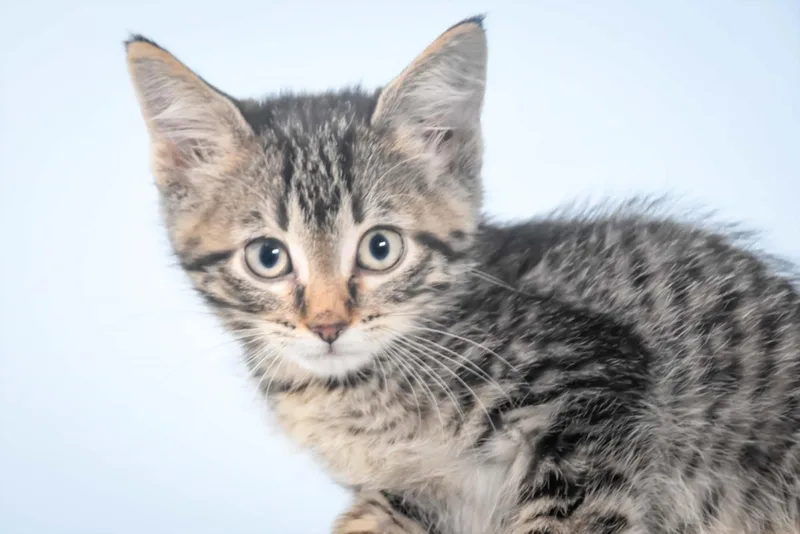 A baby small-sized female Domestic Short Hair cat named Rabbit for adoption in Loveland, CO