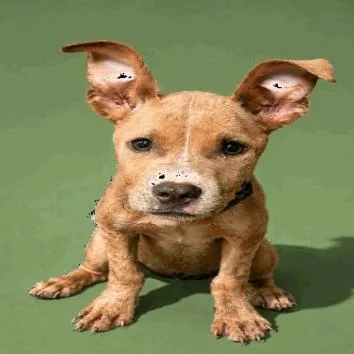 A young small-sized female Yellow / Tan / Blond / Fawn Mixed Breed dog named Velveteen Rabbit for adoption in Jacksonville, FL