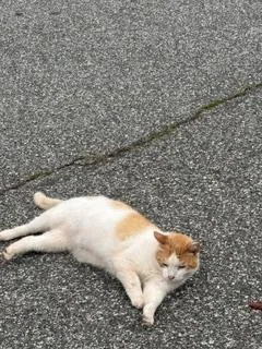 An adult medium-sized male Orange & White Domestic Short Hair cat named Frolian for adoption in Greensboro, NC