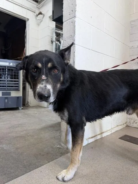 A young medium-sized male German Shepherd Dog dog named Lennox for adoption in San Bernardino, CA