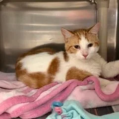 An adult medium-sized male Orange / Red Domestic Short Hair cat named King for adoption in Columbia, MO