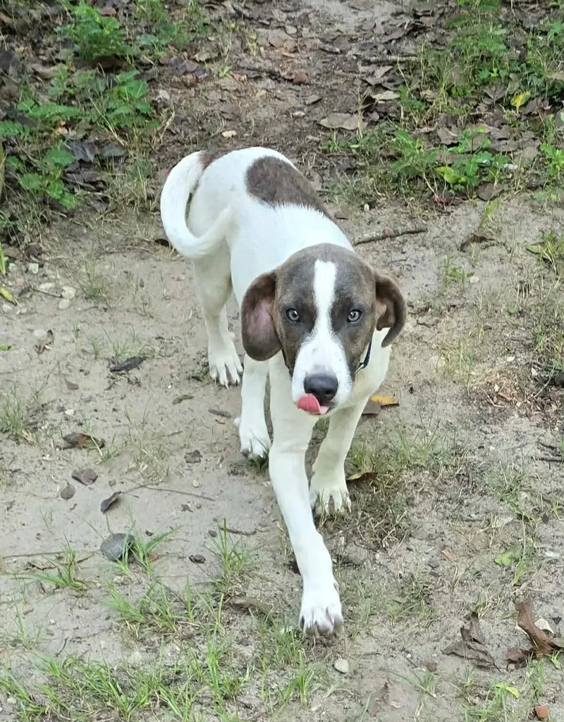 A baby medium-sized male White / Cream Mixed Breed dog named Barry for adoption in BONIFAY, FL