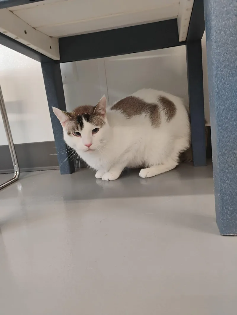 A young large-sized male Lilac Point Siamese cat named Stormy Ray for adoption in Kalamazoo, MI