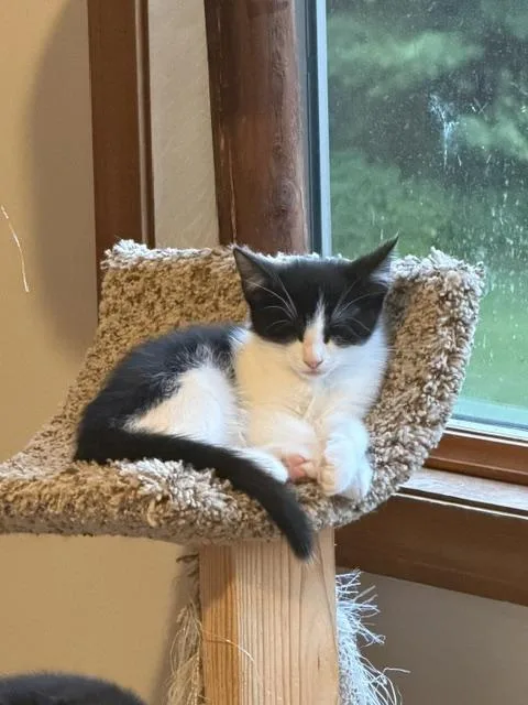 A baby small-sized male Domestic Short Hair cat named Sunny for adoption in Canton, CT