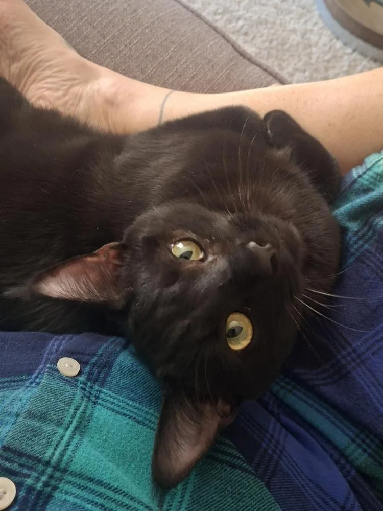 Blackberry Hedge thumbnail 2