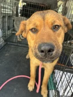 An adult medium-sized female Shepherd dog named Dorothea for adoption in West Memphis, AR