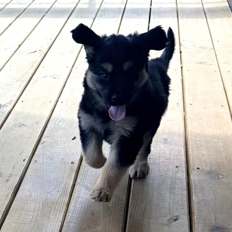 A baby medium-sized female Black Shepherd dog named Daphne for adoption in Chattanooga, TN