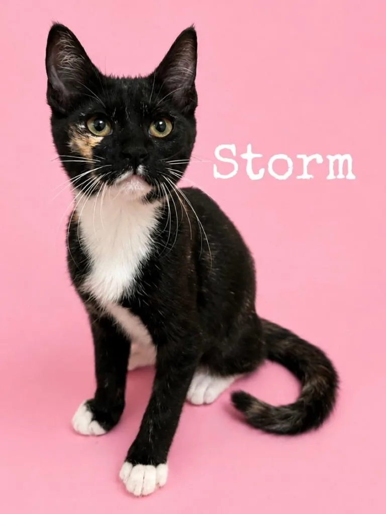 A baby medium-sized female Domestic Short Hair cat named Storm for adoption in Rutherfordton, NC