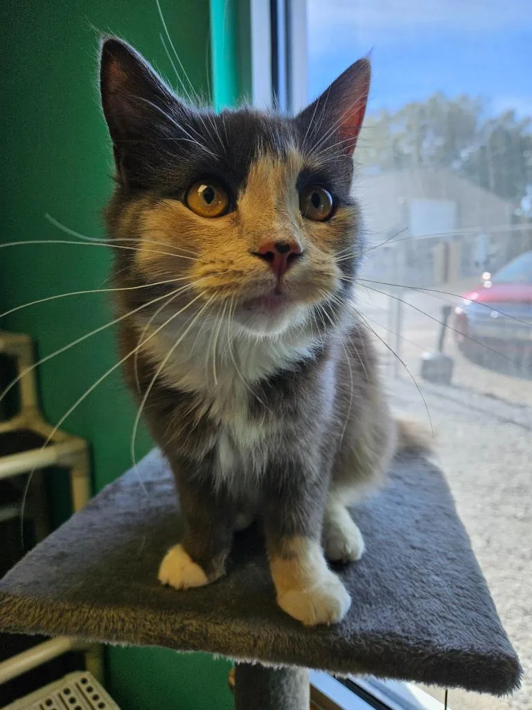A young medium-sized female Domestic Medium Hair cat named Wicked for adoption in Morgantown, KY