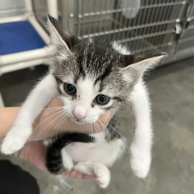 A baby small-sized female Gray / Blue / Silver Domestic Long Hair cat named Fruit Loops for adoption in Richmond Hill, GA
