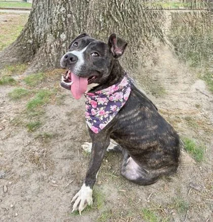 An adult medium-sized female Mixed Breed dog named Poppi for adoption in West Chester, PA