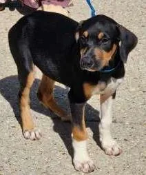 A baby small-sized male Doberman Pinscher dog named Falcor for adoption in Washington, DC