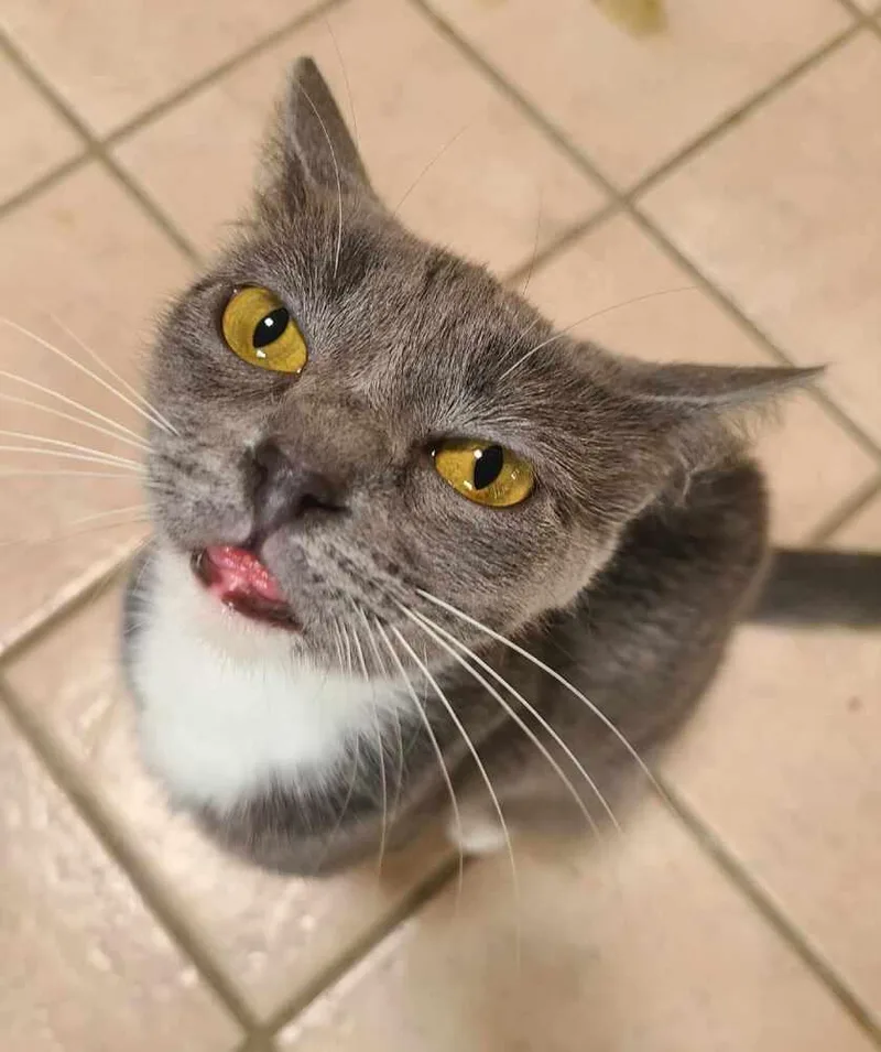 An adult medium-sized female Domestic Short Hair cat named Chickpea for adoption in Salinas, CA