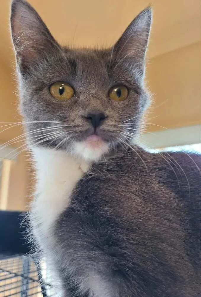 Chickpea thumbnail 2
