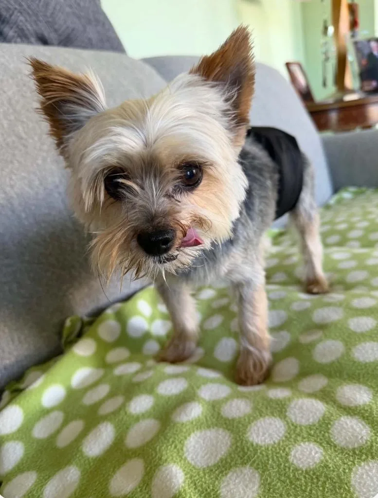 An adult small-sized male Yorkshire Terrier dog named Toby for adoption in Valparaiso, IN