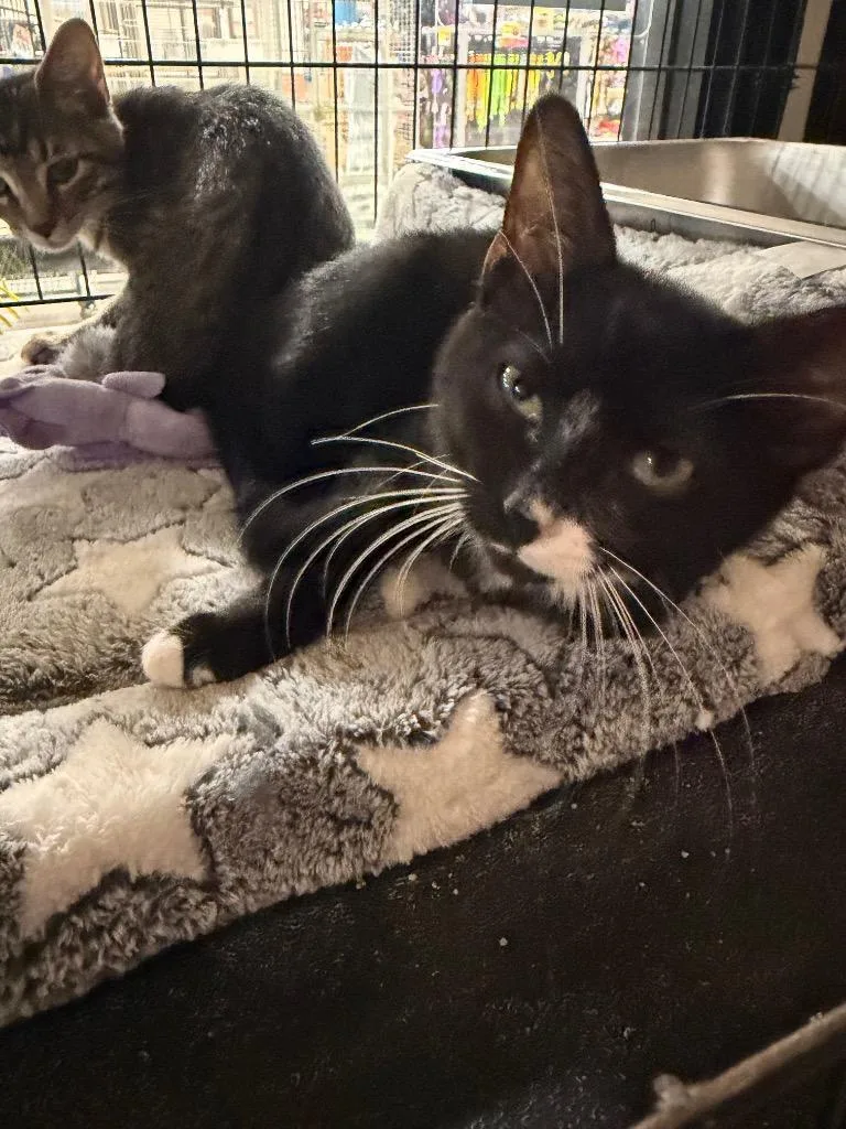 A baby medium-sized female Domestic Short Hair cat named Pizza for adoption in Lancaster, PA