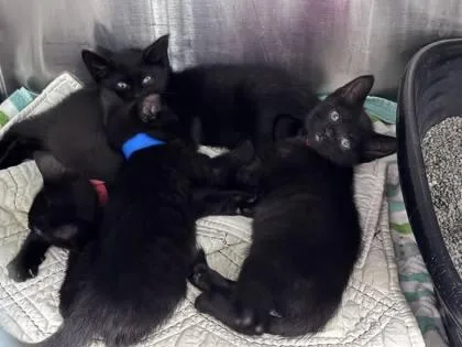 A baby small-sized male Domestic Short Hair cat named Michael Kors for adoption in Hobart, IN