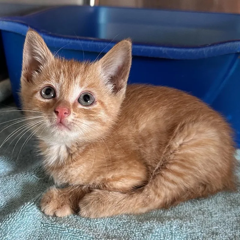 A baby small-sized male Orange / Red Domestic Short Hair cat named Tee Ball for adoption in Rocky Mount, VA