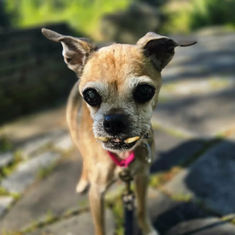 Stella