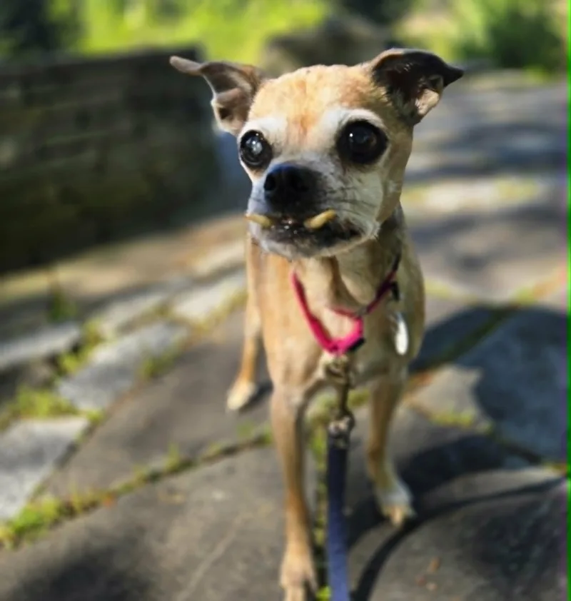 Stella thumbnail 3
