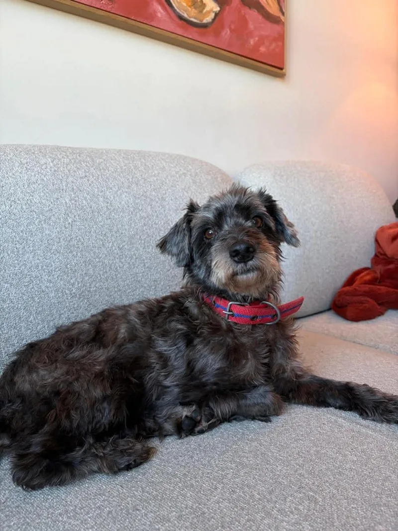 An adult small-sized male Black Miniature Poodle dog named Lee for adoption in Richmond, VA
