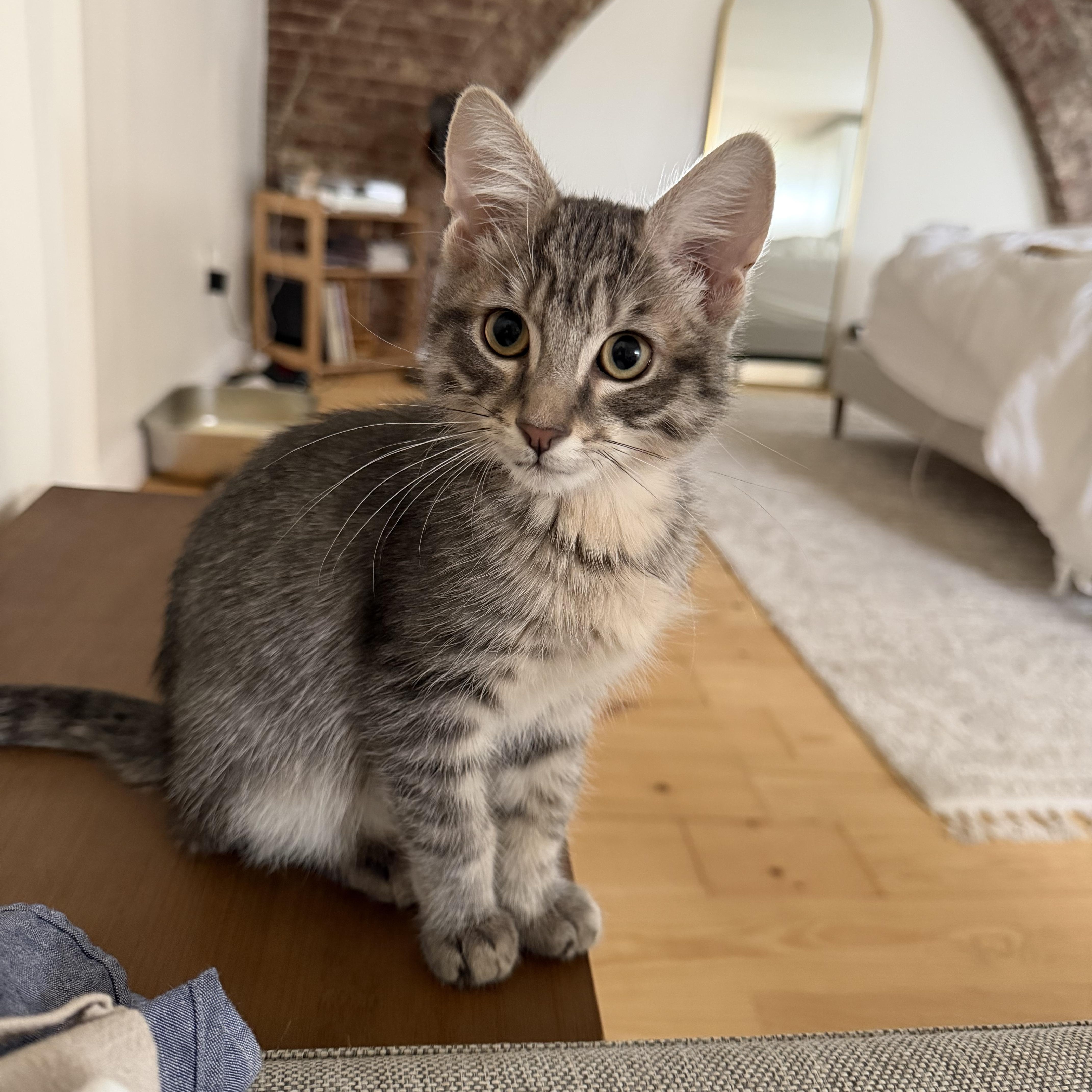 A baby medium-sized male Tabby (Gray / Blue / Silver) Domestic Short Hair cat named Sharky for adoption in Brooklyn, NY