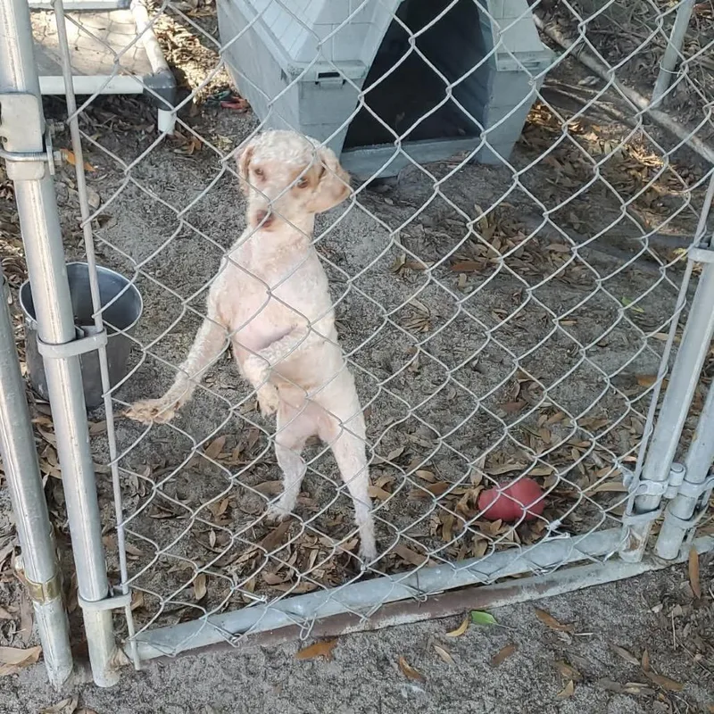 An adult small-sized female White / Cream Miniature Poodle dog named Molly for adoption in Eufaula, AL