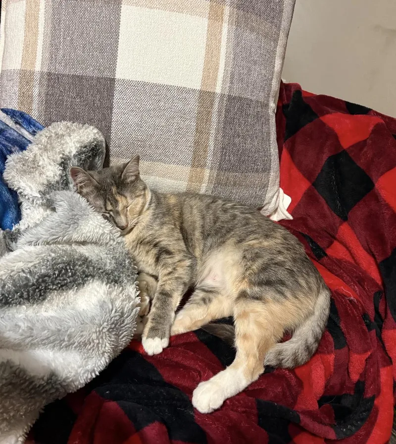 A young large-sized female Calico Domestic Short Hair cat named Alani for adoption in Choctaw, OK