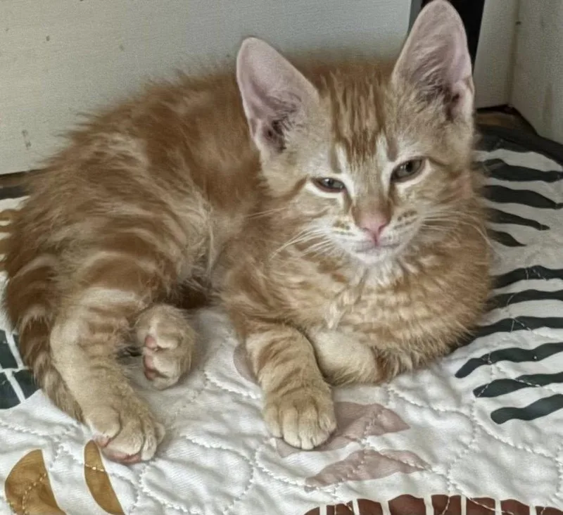 Punch Buggy thumbnail 2