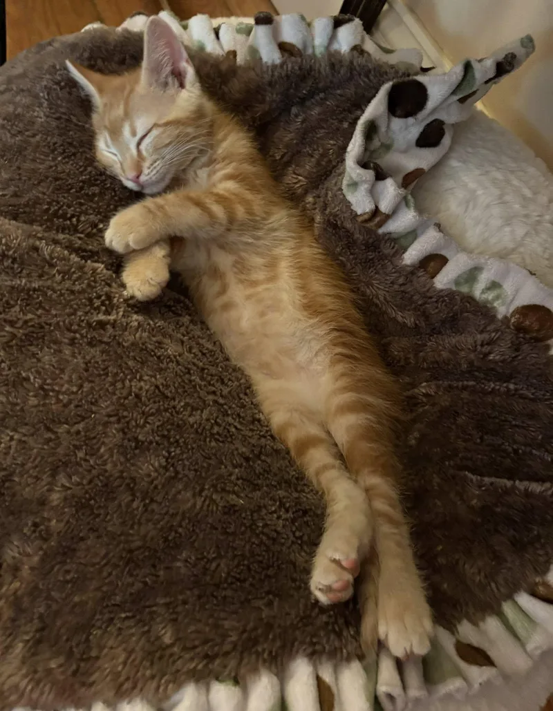 Punch Buggy thumbnail 3