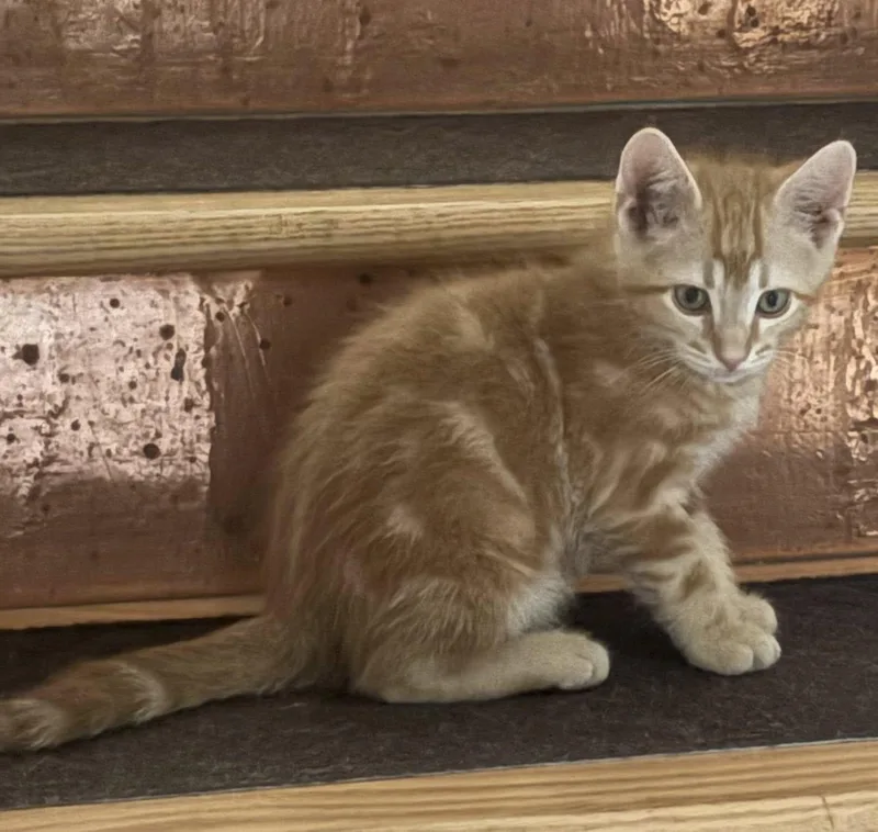 Punch Buggy thumbnail 4