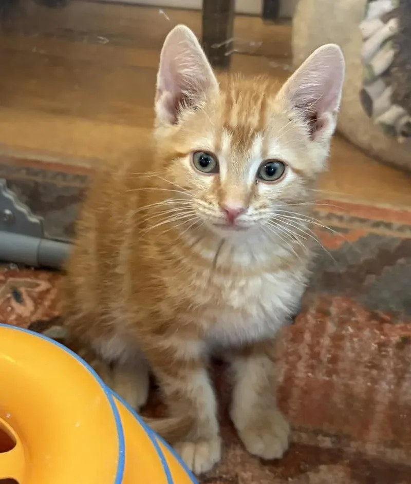 A baby medium-sized male Tabby (Orange / Red) Domestic Short Hair cat named Punch Buggy for adoption in Morgantown, WV