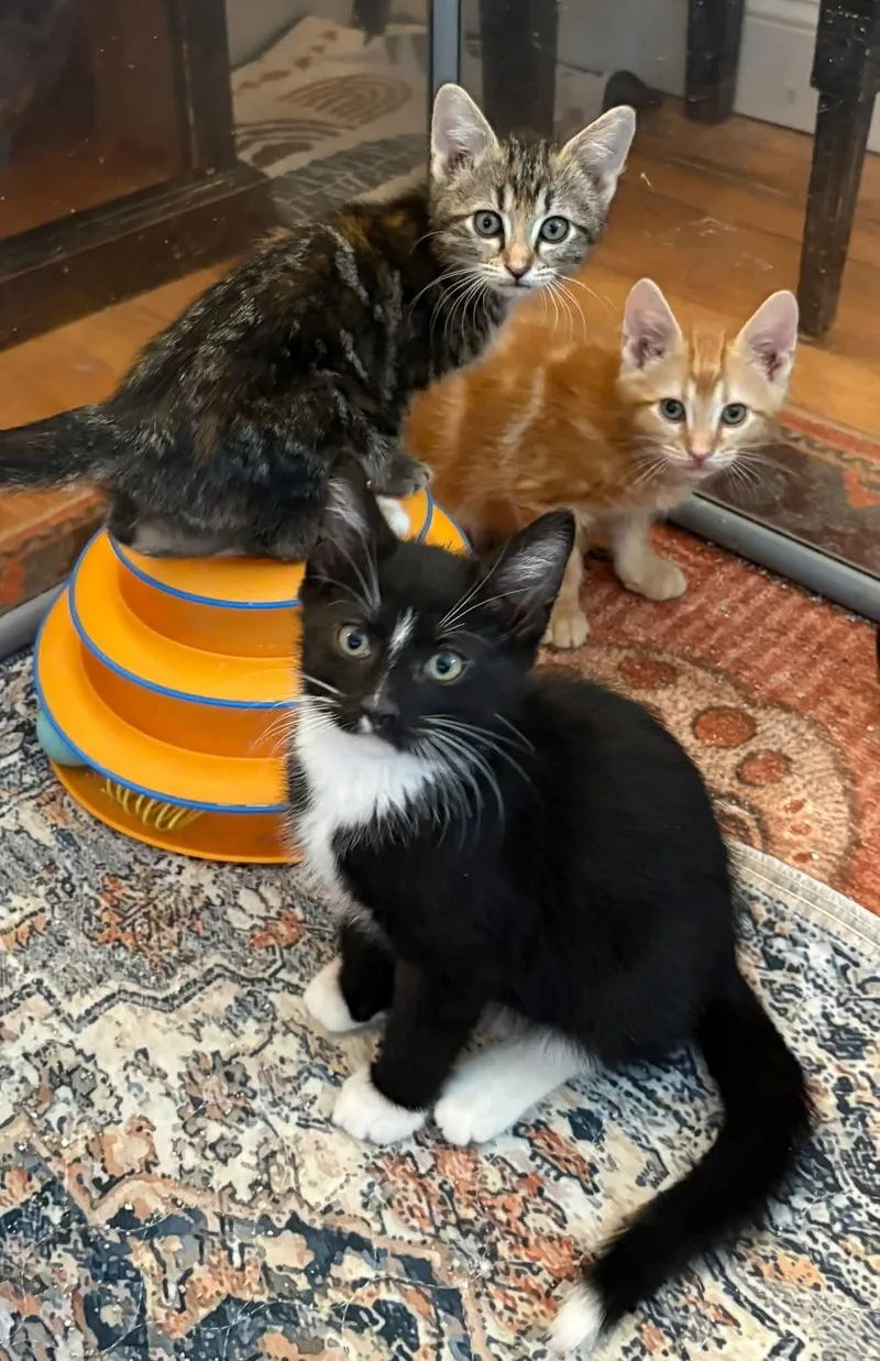 Punch Buggy thumbnail 5