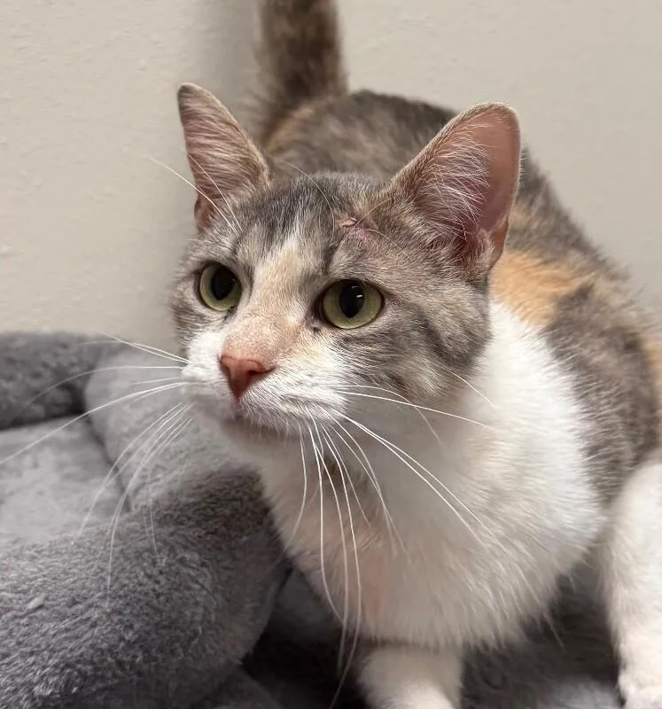 An adult medium-sized female Domestic Short Hair cat named Purdy for adoption in Yankton, SD