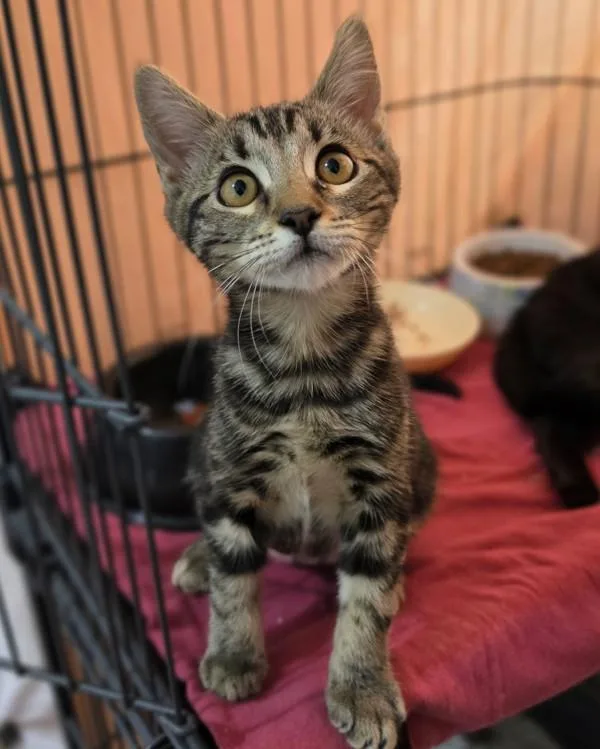 A baby small-sized female Domestic Short Hair cat named Charity for adoption in Novato, CA