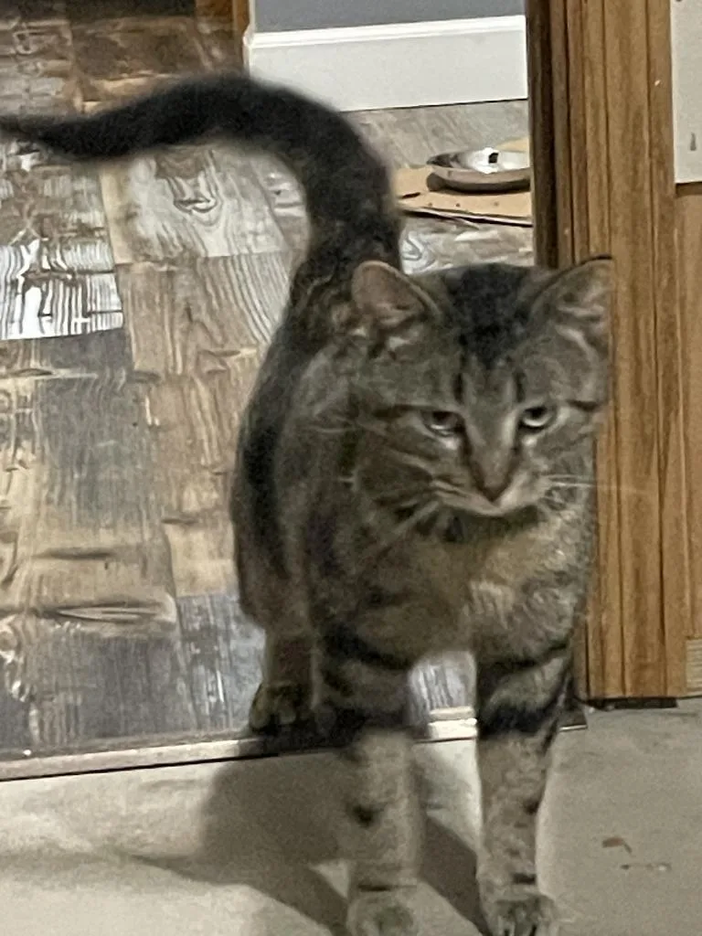 An adult medium-sized male Domestic Short Hair cat named Selwyn for adoption in St. Cloud, MN