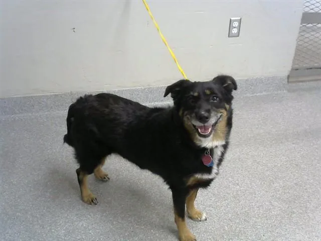 An adult large-sized female Labrador Retriever dog named Stormi for adoption in Pasadena, TX