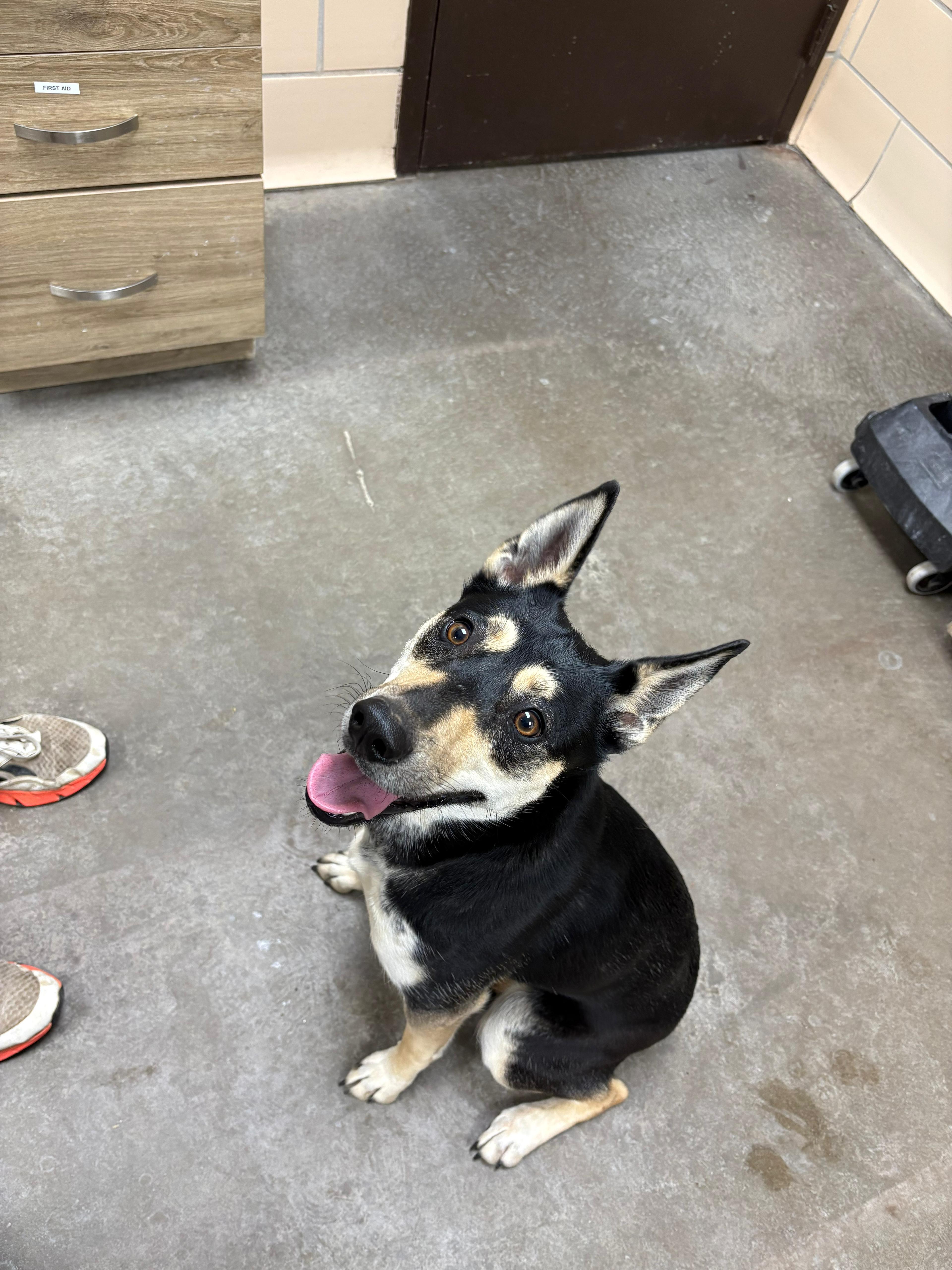 Sugar Snap thumbnail 2