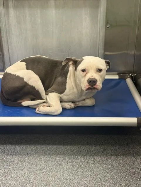 A young large-sized male Mixed Breed dog named Groot for adoption in Dallas, TX