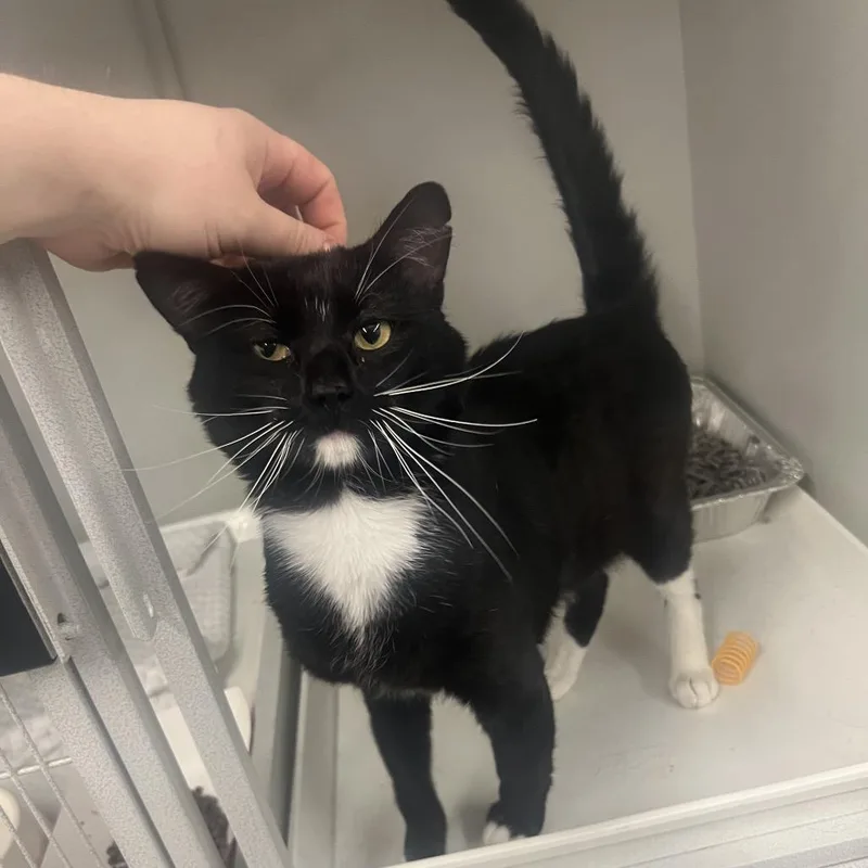 A young medium-sized male Black Domestic Short Hair cat named Luci for adoption in Park City, UT