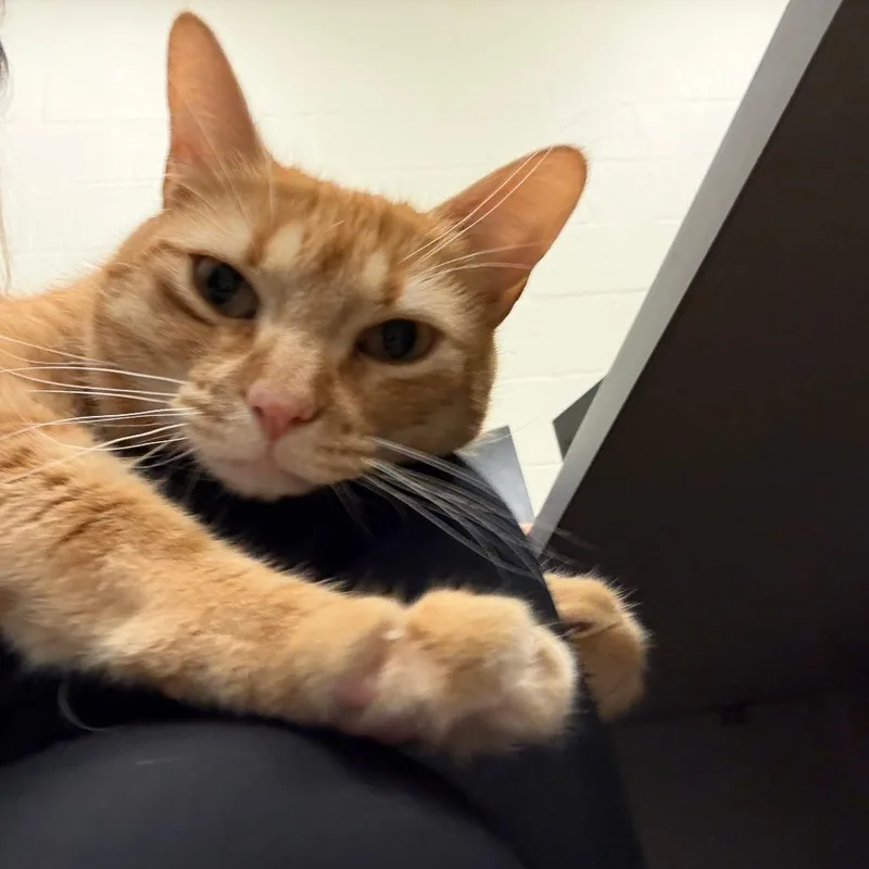 An adult large-sized female Orange / Red Domestic Short Hair cat named Quinn for adoption in Sarasota, FL