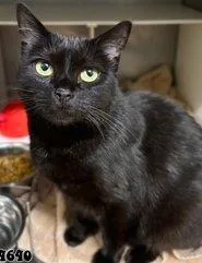 A young small-sized female Black Domestic Short Hair cat named Diana for adoption in Raleigh, NC