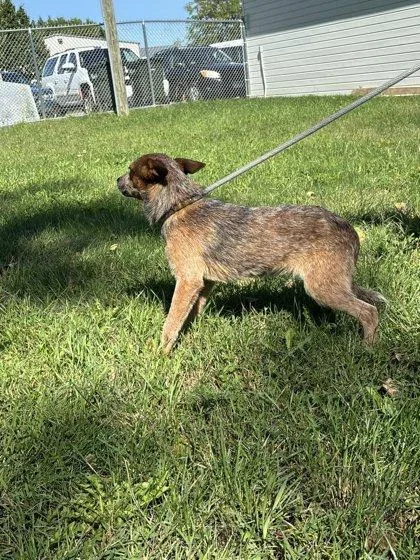 Gimpy